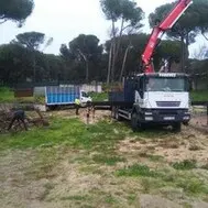 Tala y poda de árboles en Ávila Poda y tala de árboles Ávila