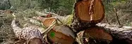 Tala y poda de árboles poda y tala de árboles