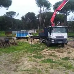 Tala y poda de árboles en altura Poda y tala de árboles en altura