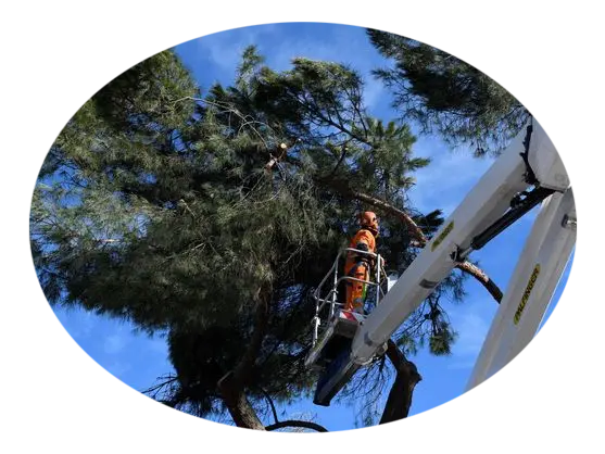 Poda de árboles en altura
