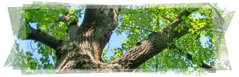 Tala y poda de árboles grandes Ávila Tala y poda en altura