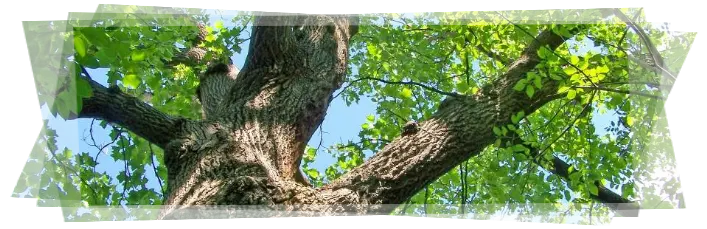 Tala y poda de árboles grandes Ávila Tala y poda en altura