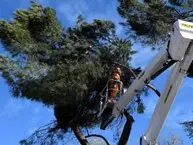 Empresa de tala y podas en Madrid Podas y talas en altura