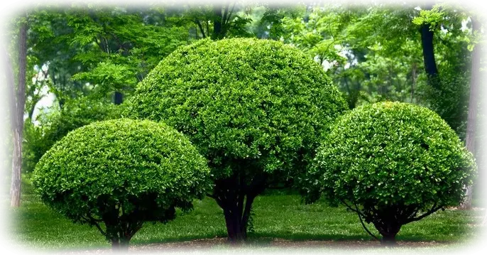 Servicio de Jardinería Mantenimiento de jardines