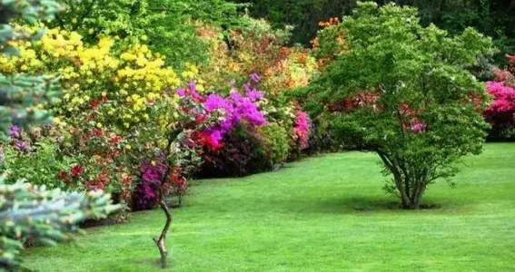 Corte de Césped Preciso para Jardines Impecables en Madrid Corte de Césped para Jardines Impecables Madrid