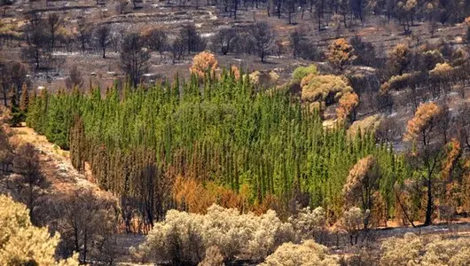prevención incendios, Cipreses como cortafuego prevención incendios, Cipreses