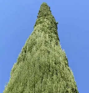 Altura cipreses, tala y poda Tala y poda de cipreses